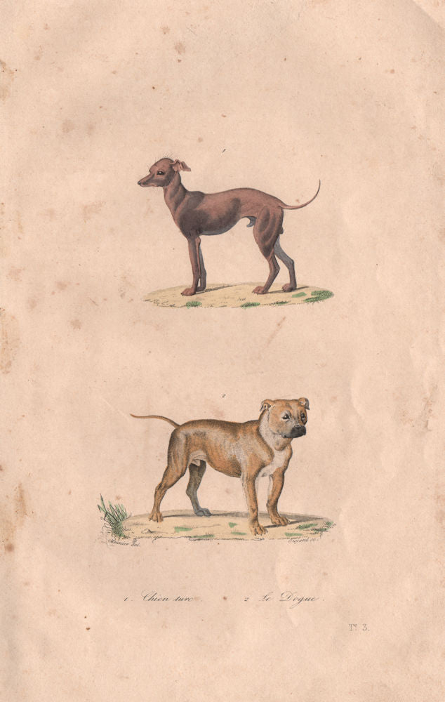 DOGS. Chien Turc (Anatolian Shepherd Dog); Mastiff. BUFFON 1837 old print